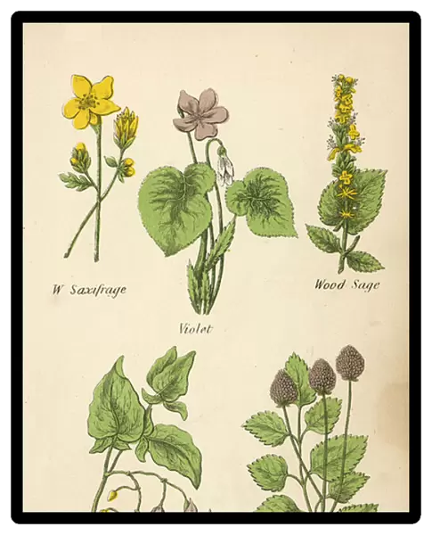 W Saxifrage, Violet, Wood Sage, Bitter Sweet, Burnet (colour litho)