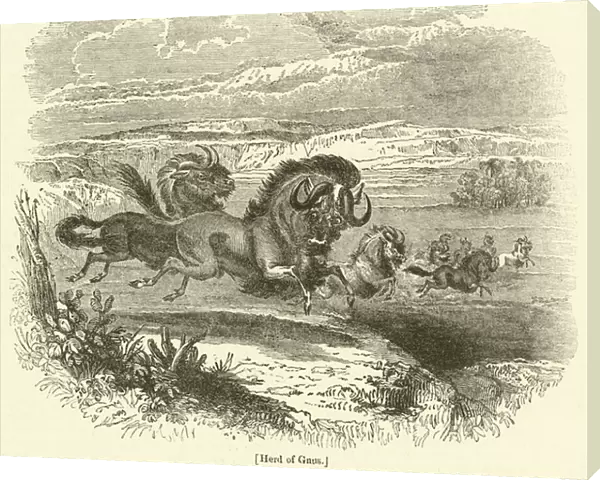 Herd of Gnus (engraving)