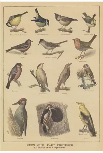 Birds beneficial to agriculture (colour litho)