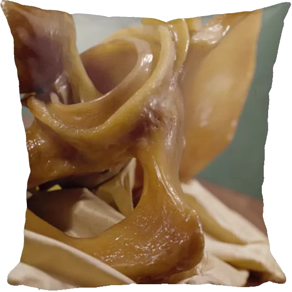 Model showing the articulation of the knee (wax)