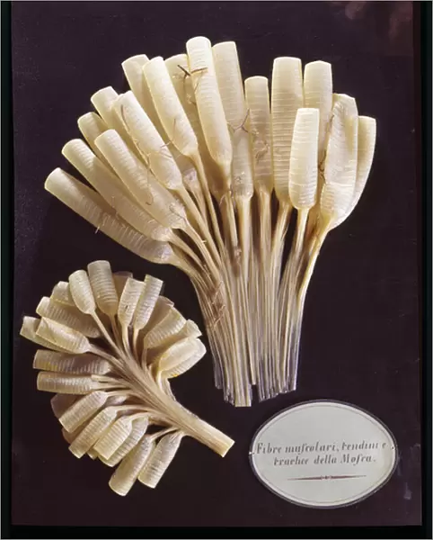 Model of the muscle fibres, tendons and trachea of a fly (wax)