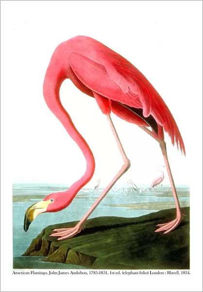 American Flamingo, 1834 (colour litho)