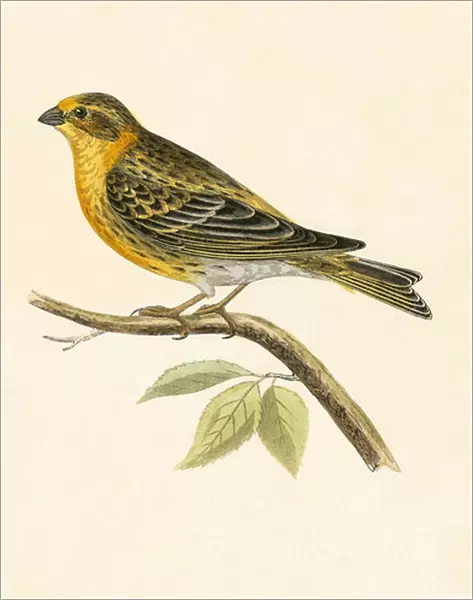 Serin Finch, illustration from A History of the Birds of Europe Not Observed in the British Isles by Charles Robert Bree (1811-86), published 1867 (colour litho)