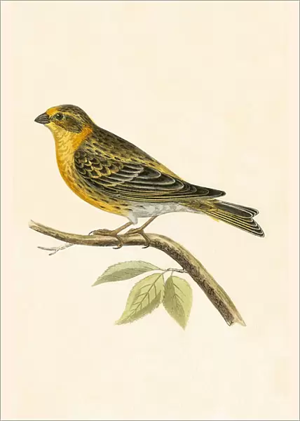 Serin Finch, illustration from A History of the Birds of Europe Not Observed in the British Isles by Charles Robert Bree (1811-86), published 1867 (colour litho)
