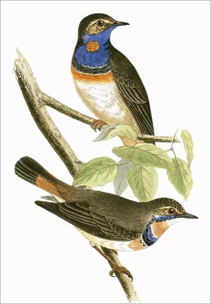 Swedish Blue Throated Warbler, illustration from A History of the Birds of Europe Not Observed in the British Isles by Charles Robert Bree (1811-86), published 1867 (colour litho)