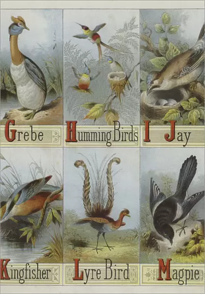 Alphabet of Birds (colour litho)