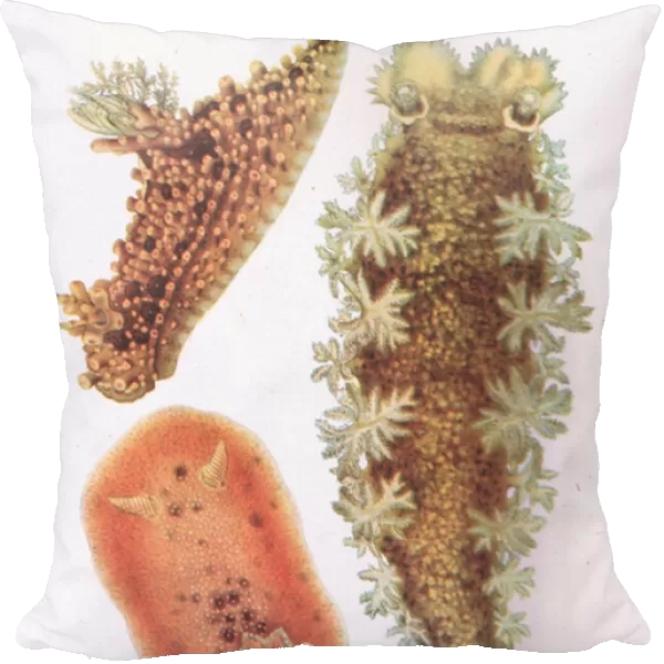 Sea Slugs, Nature in Britain published by Collins, 1946 (colour litho)