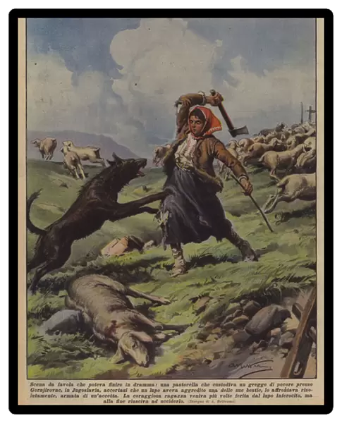 Fairytale scene that could end in drama, a shepherdess who kept a flock of sheep... (colour litho)