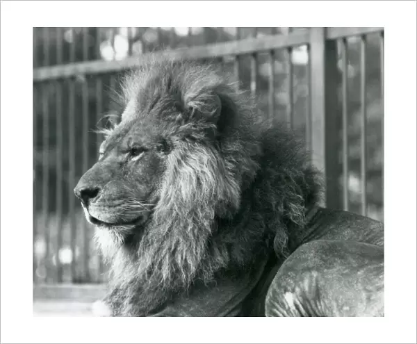 Male Lion Toto lying in his enclosure at London Zoo in Sepetember 1927