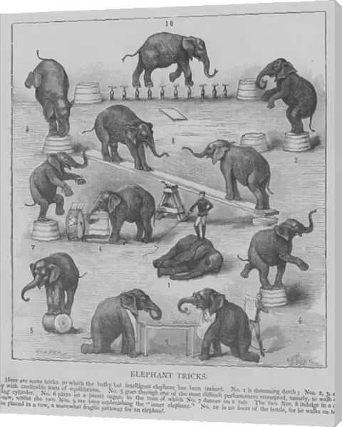 Elephant Tricks (engraving)