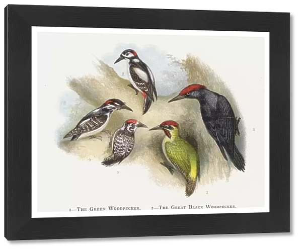 The Green Woodpecker, The Great Black Woodpecker, The Great Spotted Woodpecker, The Hairy Woodpecker, The Lesser Spotted Woodpecker (chromolitho)