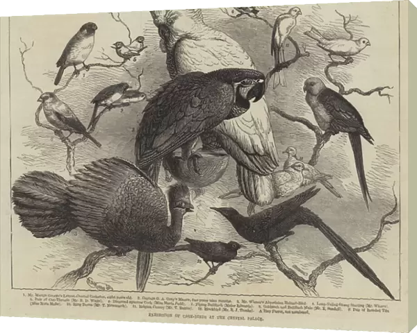 Exhibition of Cage-Birds at the Crystal Palace (engraving)