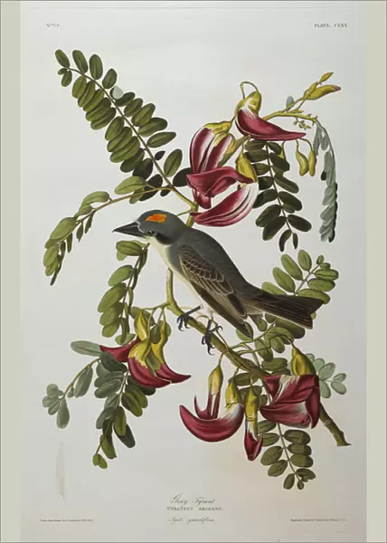 Gray Tyrant. Gray Kingbird (Tyrannus Dominicensis) from The Birds of America