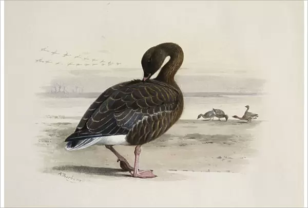A Pink-Footed Goose, (pencil and watercolour heightened with white)
