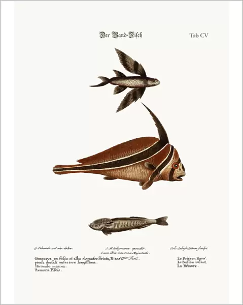 The Ribband-Fish, 1749-73 (coloured engraving)