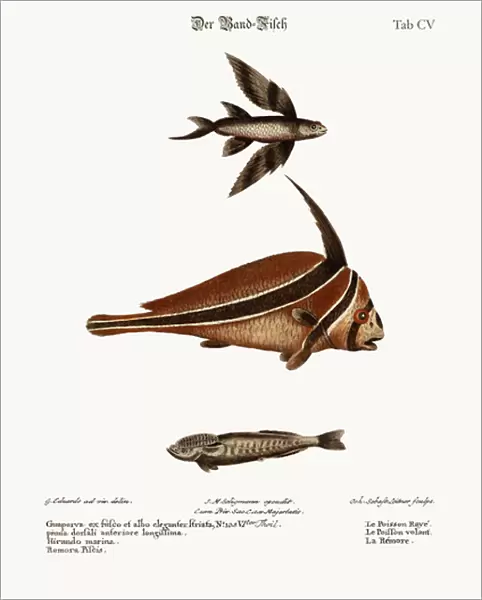 The Ribband-Fish, 1749-73 (coloured engraving)