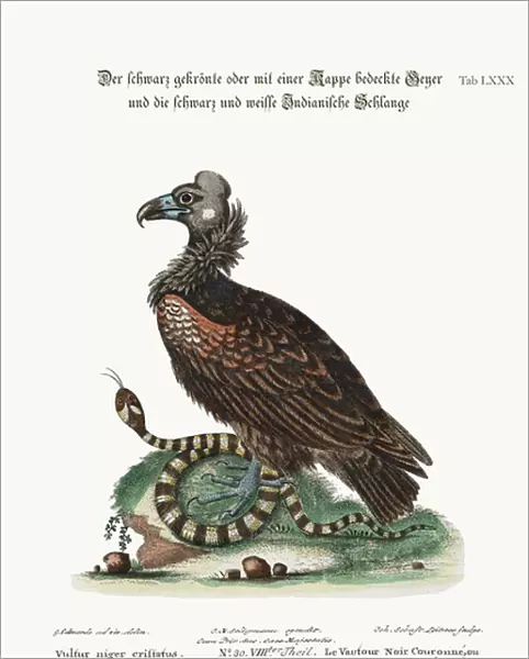 The Crested or Coped Black Vulture, and the Black and White Indian Snake