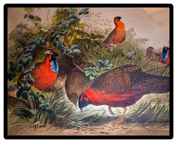 Horned Tragopan, 1861 (colour litho)