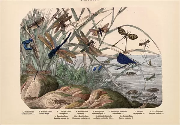 Insects, c. 1860 (colour litho)