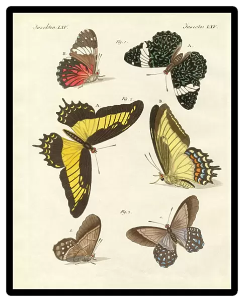 Foreign butterflies (coloured engraving)