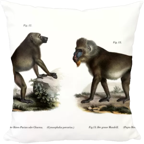 African Baboon, 1860 (colour litho)