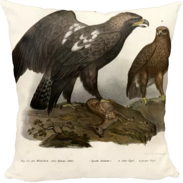Eastern Imperial Eagle, 1864 (colour litho)