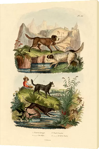 Shepherd Dog, 1833-39 (coloured engraving)