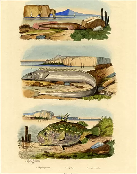 Shore Clingfish, 1833-39 (coloured engraving)