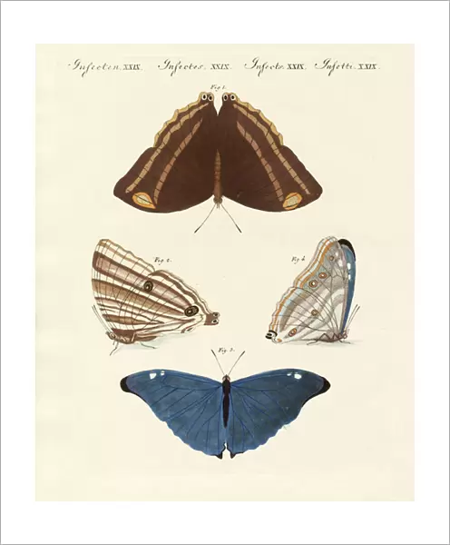 Surinam butterflies (coloured engraving)