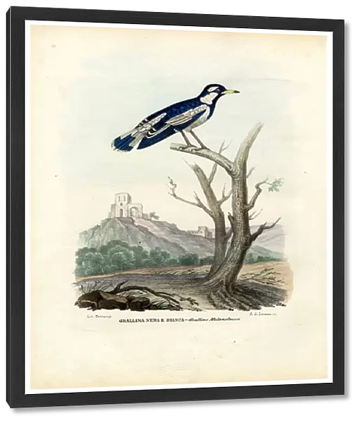 Magpie-Lark, 1863-79 (colour litho)
