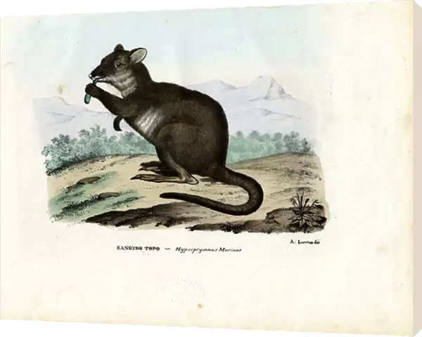 Potoroo, 1863-79 (colour litho)