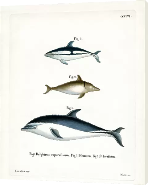Black Dolphin (coloured engraving)
