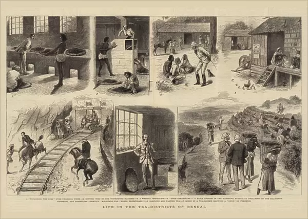 Life in the Tea-Districts of Bengal (engraving)