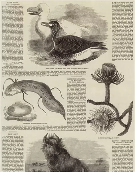 Sketches of Wildlife, Botany and Birds (engraving)