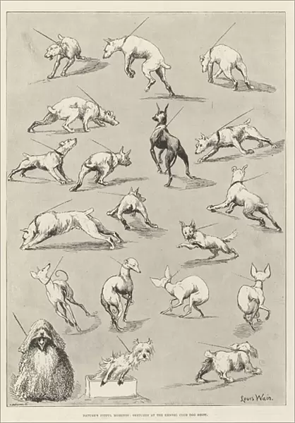 Natures Fitful Moments, Sketches at the Kennel Club Dog Show (engraving)