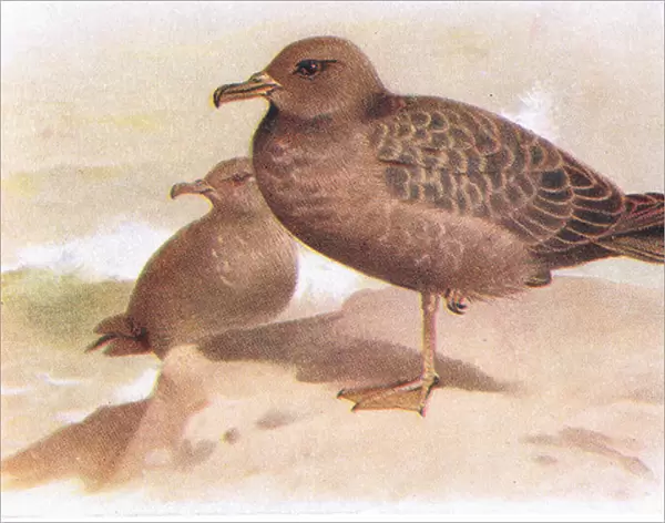 Sooty Shearwater (colour litho)