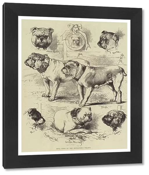 Bull Dogs at the Alexandra Palace (engraving)
