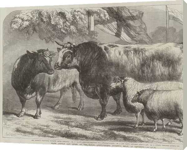 Prize Cattle and Sheep at the Royal Agricultural Societys Show, at Leicester (engraving)
