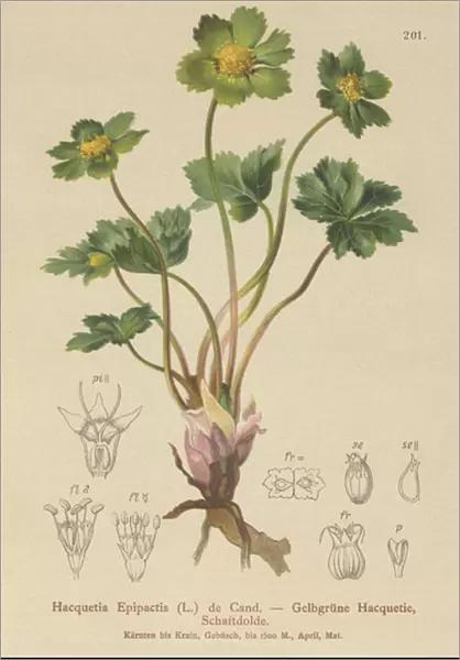 Hacquetia (Hacquetia Epipactis) (colour litho)