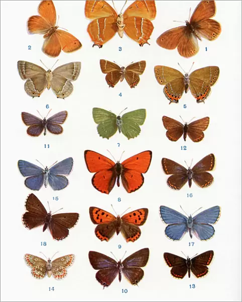 Different types of butterflies, illustration from the book Butterflies