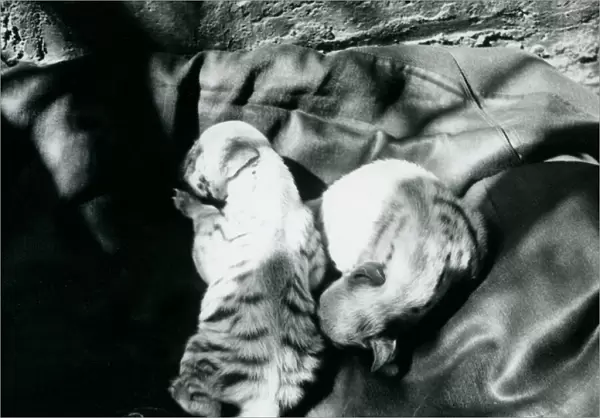 Two Striped Hyaena cubs at London Zoo, c. 1914 (b  /  w photo)