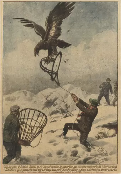 In the mountains of Coggiola (Biella), a young man could take in a trap a beautiful golden eagle (colour litho)