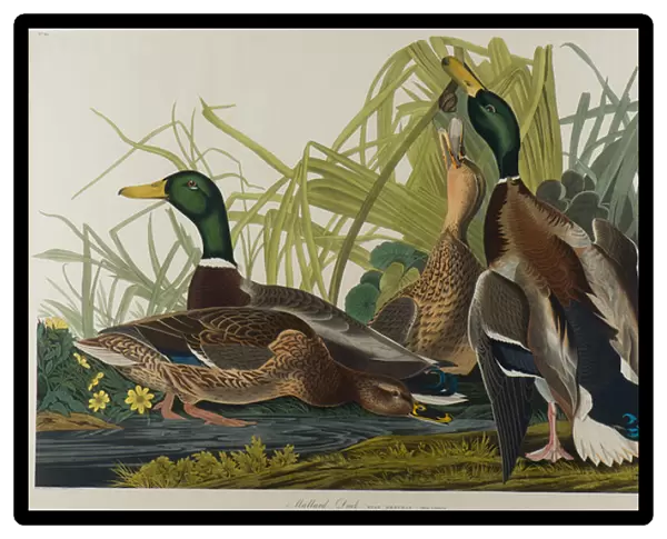 Mallard Duck, 1834 (w  /  c on paper)