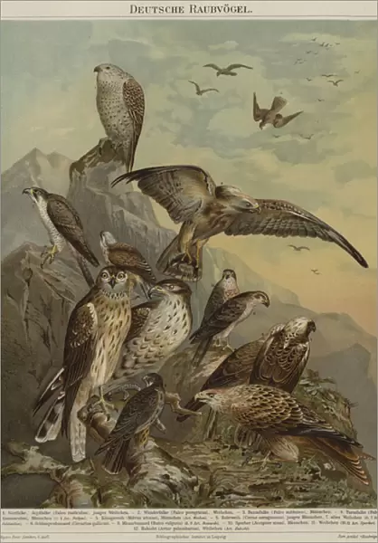 German birds of prey (colour litho)