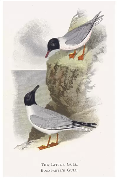 The Little Gull, Bonapartes Gull (chromolitho)