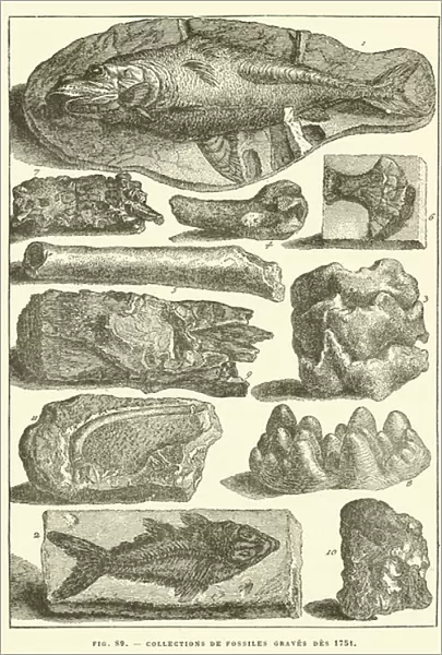 Collections de fossiles graves des 1751 (engraving)