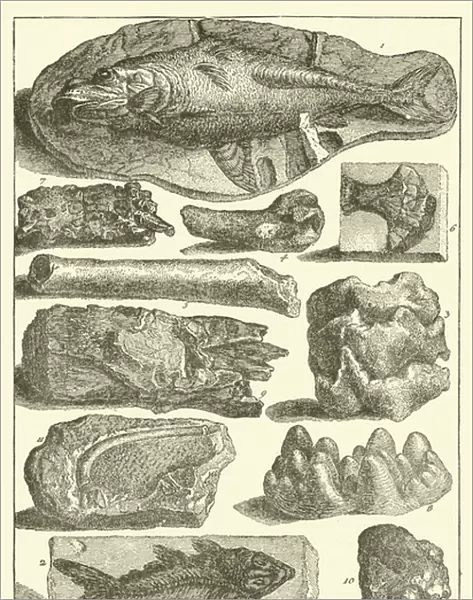 Collections de fossiles graves des 1751 (engraving)