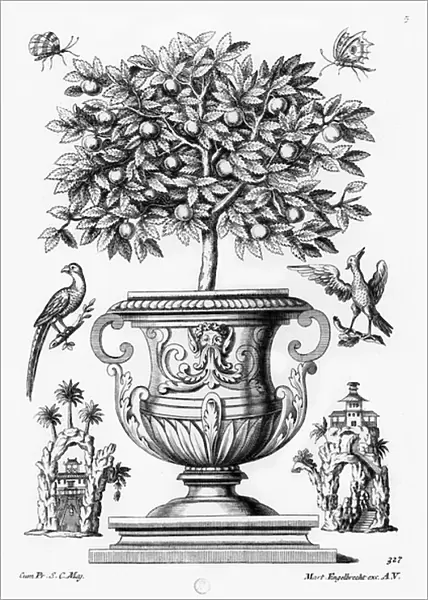 Citrus trees, c. 1735 (engraving)
