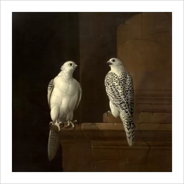 Two Iceland Falcons (oil on canvas)