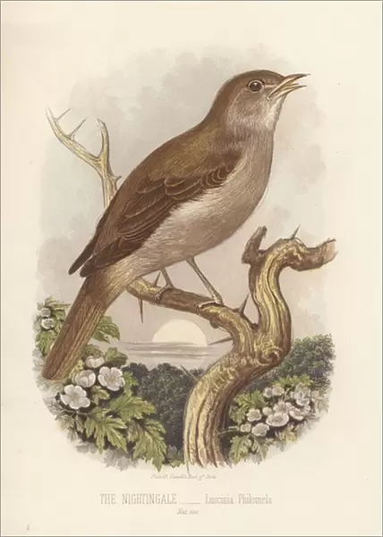 The Nightingale, Luscinia Philomela (colour litho)